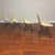 Herman Miller Eames Vintage Dsr Fiberglass Dining Chairs Set of 4 For Sale - Image 4 of 12