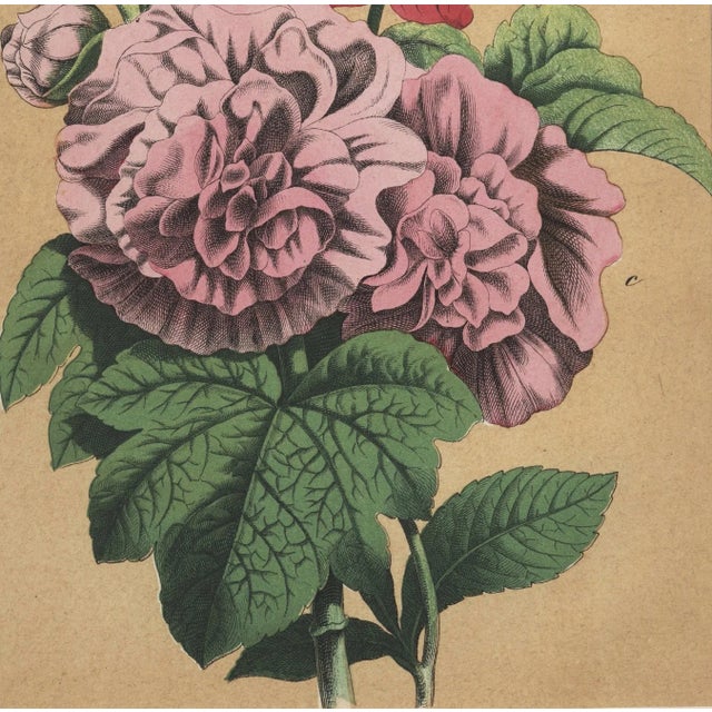 French 1860s French Botanical Lithograph- Peony, Aster, Documentation, Matted For Sale - Image 3 of 5