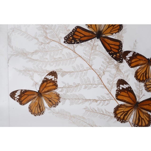 1970s Vintage 1970s Botanical Butterly Taxidermy Acrylic Box Wallhanging For Sale - Image 5 of 11
