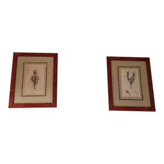 Vintage Framed Botanical Prints After Curtis's Botanical Magazine, Set of 2 For Sale