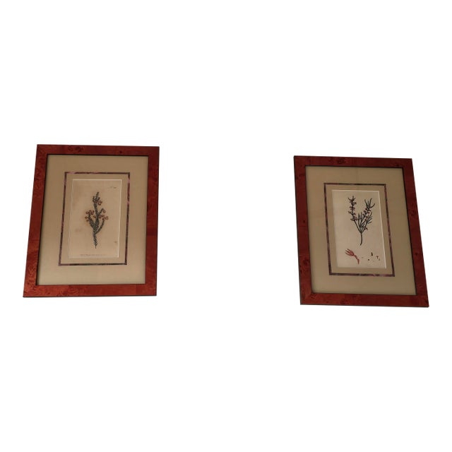 Vintage Framed Botanical Prints After Curtis's Botanical Magazine, Set of 2 For Sale