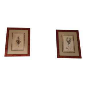 Vintage Framed Botanical Prints After Curtis's Botanical Magazine, Set of 2