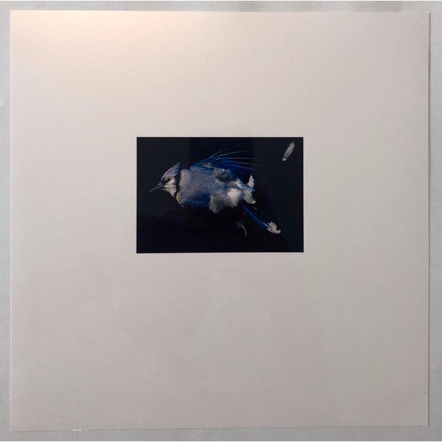 Brenda Zlamany, Birds, Cibachrome Photograph Print, Signed Conceptual Art For Sale - Image 4 of 4