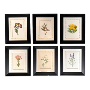 Framed/Matted Set of 6 Chromolithograph Prints - "Familiar Garden Flowers" Published C1880, London, Uk by F. Edward Hulme & Shirley Hibberd
