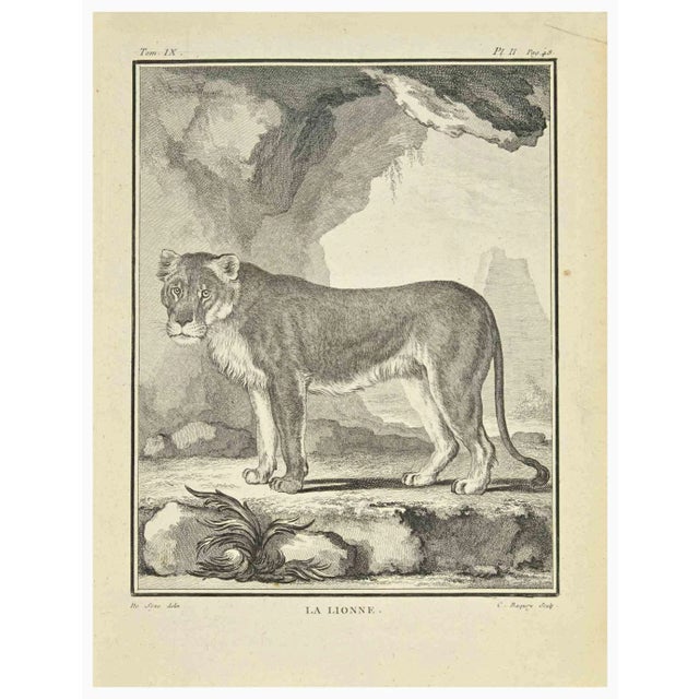 The lionee is an etching realized by Jean Charles Baquoy in 1771. The artwork Belongs to the suite "Natural, general and...