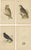 Charles Robert Bree and Benjamin Fawcett, Two Owls, a Black Jackdaw and Their Eggs, Paper, Set of 4 For Sale