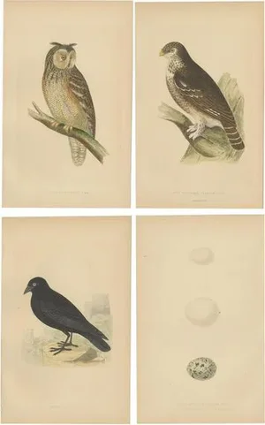 Charles Robert Bree and Benjamin Fawcett, Two Owls, a Black Jackdaw and Their Eggs, Paper, Set of 4