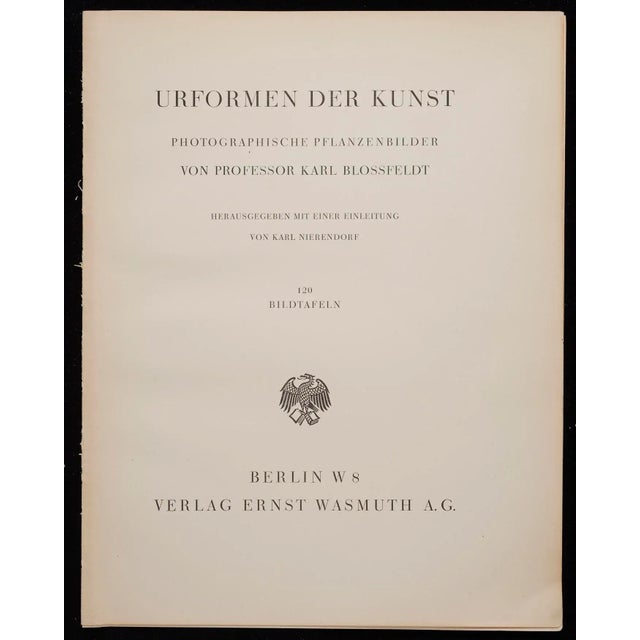 Contemporary Original Karl Blossfeldt Photogravure Botanical Print For Sale - Image 3 of 5