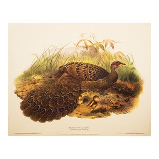 XL Germain Peacock Pheasant by Daniel G. Elliot, Limited Edition Vintage Lithogravure For Sale