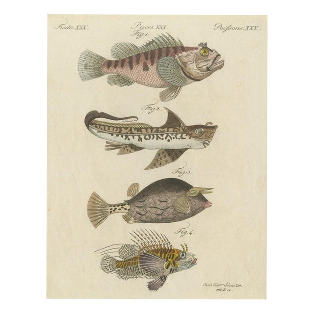 Bertuch, Lionfish, Chimaera, Scorpionfish and Boxfish, 1805, Print For Sale