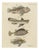 Bertuch, Lionfish, Chimaera, Scorpionfish and Boxfish, 1805, Print For Sale