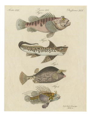 Bertuch, Lionfish, Chimaera, Scorpionfish and Boxfish, 1805, Print