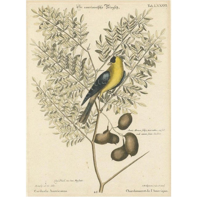 After Edwards, Bird Illustration of an American Goldfinch on a Branch, 1749, Engraved and Hand-Colored Print For Sale