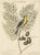 After Edwards, Bird Illustration of an American Goldfinch on a Branch, 1749, Engraved and Hand-Colored Print For Sale