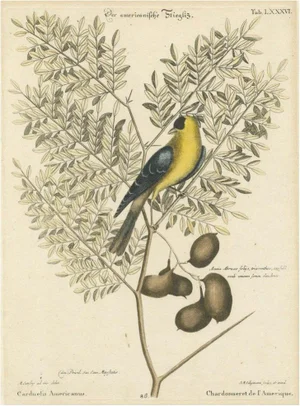 After Edwards, Bird Illustration of an American Goldfinch on a Branch, 1749, Engraved and Hand-Colored Print