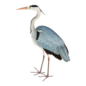 Gray Heron, Vintage Bird Art Print Reproduction, 32" X 48"