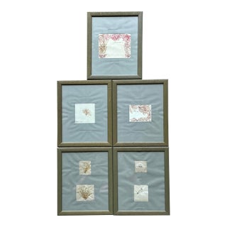 Vintage Pressed Specimen Clippings - Set of 5 For Sale