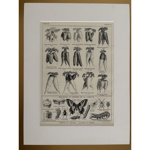 R. Dumont, Carrots, 1920s, Lithograph, Framed For Sale - Image 4 of 5