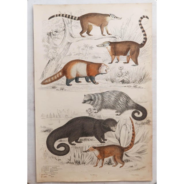 After Cpt. Brown, Big Cat Illustrations, 1835, Prints, Set of 12 For Sale - Image 3 of 14