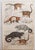 After Cpt. Brown, Big Cat Illustrations, 1835, Prints, Set of 12 For Sale - Image 3 of 14