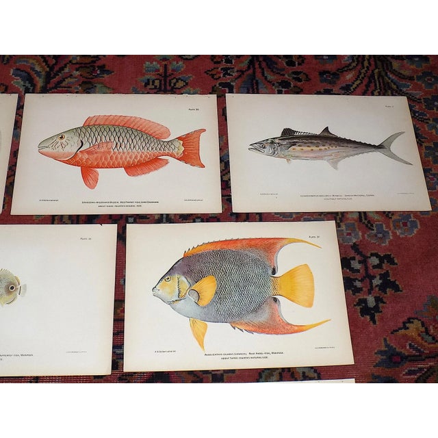 Authentic Antique 19th Century Tropical Fish Lithographs - Set of 10 For Sale - Image 4 of 7