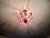 1980s Italian Style Hand-Painted Pink and Purple Murano Glass Floral Chandelier - 4-Light⁠ For Sale - Image 4 of 18
