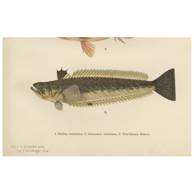 Red Mullet, Norway Redfish, and Greater Weever - Vibrant Fish Lithography, 1895 For Sale - Image 6 of 7