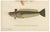 Red Mullet, Norway Redfish, and Greater Weever - Vibrant Fish Lithography, 1895 For Sale - Image 6 of 7