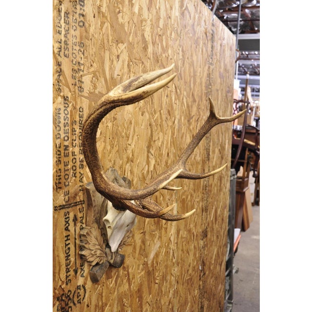 Rustic Antique Black Forest Victorian Wall Mounted Taxidermy Large Deer Skull & Antlers For Sale - Image 3 of 15