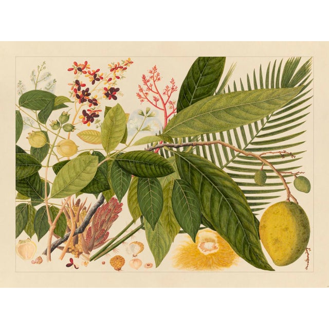 Golden Tropic Botanicals, Giclée Print #4 For Sale