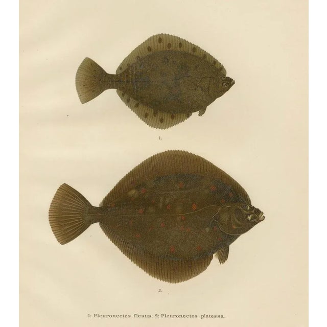 Wilhelm von Wright, Flounder and Plaice, Lithograph, 1895 For Sale - Image 6 of 10