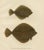 Wilhelm von Wright, Flounder and Plaice, Lithograph, 1895 For Sale - Image 6 of 10