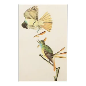 1966 Vintage Cottage Print "Great Crested Flycatcher" After John James Audubon