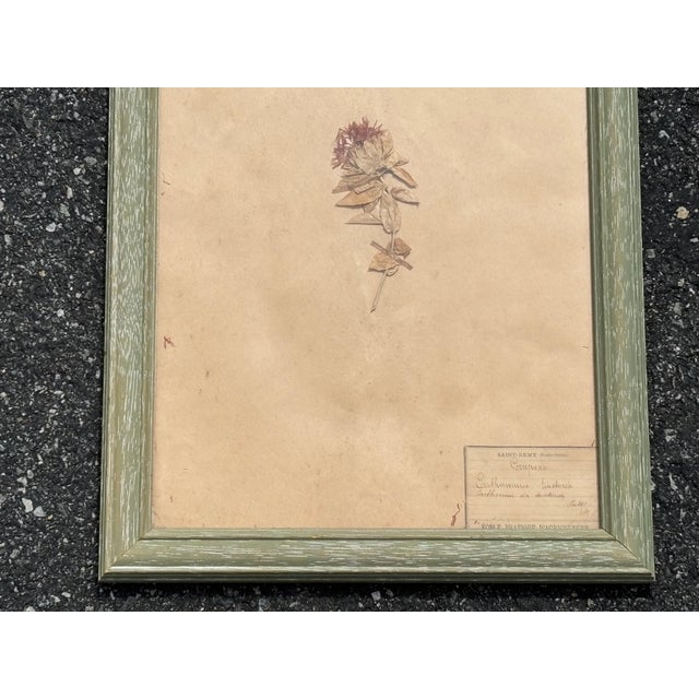 Early 20th Century Early 20th C. Botanical Pressing For Sale - Image 5 of 5