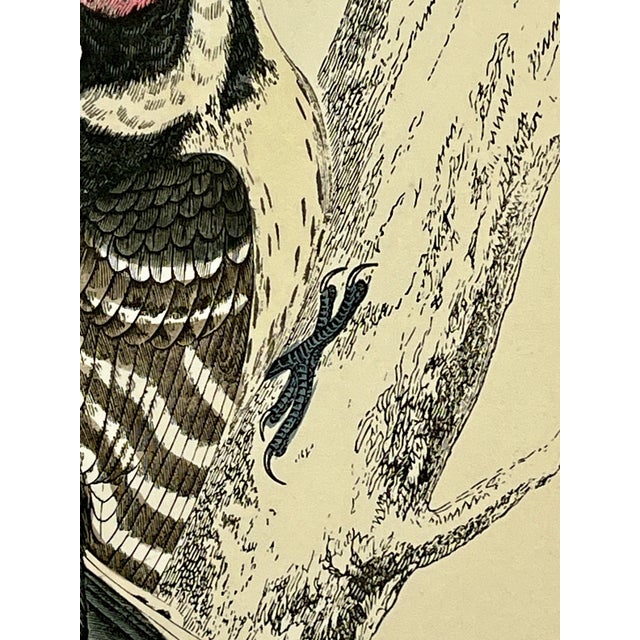 Cream Antique Hand Tinted Bird Print From England Featuring a Black , Brown & Red Lesser Spotted Woodpecker- Circa 1880 For Sale - Image 8 of 11
