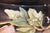 19th Century French Majolica Jardiniere For Sale In Greensboro - Image 6 of 13