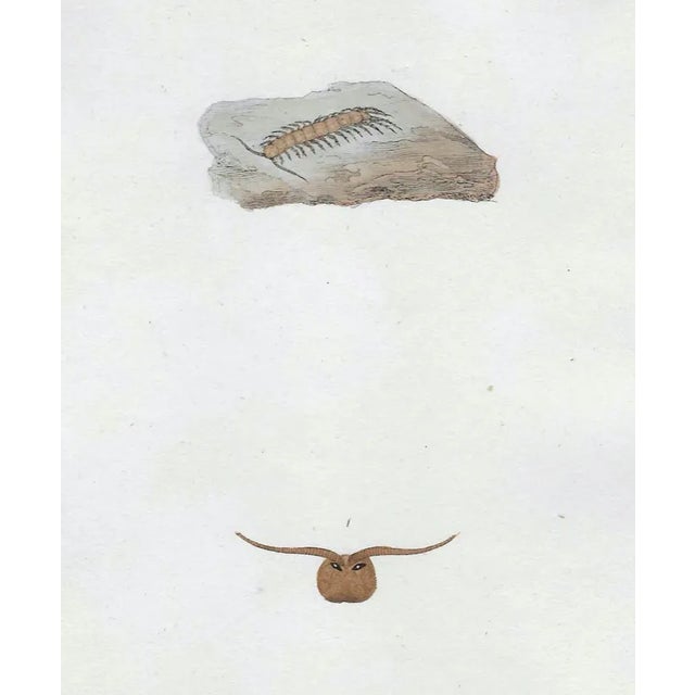 19th Century English Insect Print of a Centipede For Sale
