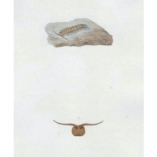 Antique English Insect Centipede Engraving For Sale