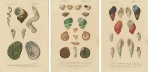 A Mollusk Anthology, 1849, Paper, Set of 3