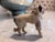 White 1900s Borzoi Bru Kestner Jumeau Bleuette Fashion Doll Germany Label 4” Fur Salon Dog For Sale - Image 8 of 8