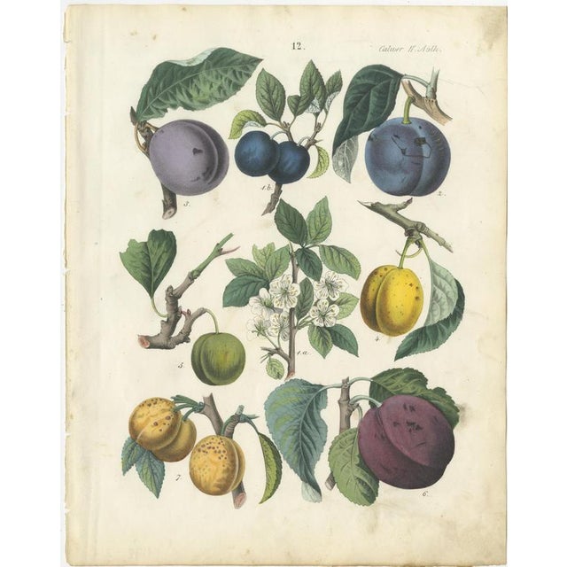 Paper Dr. Calwer, Apples and Plums, 1854, Chromolithographs on Paper, Set of 6 For Sale - Image 7 of 9