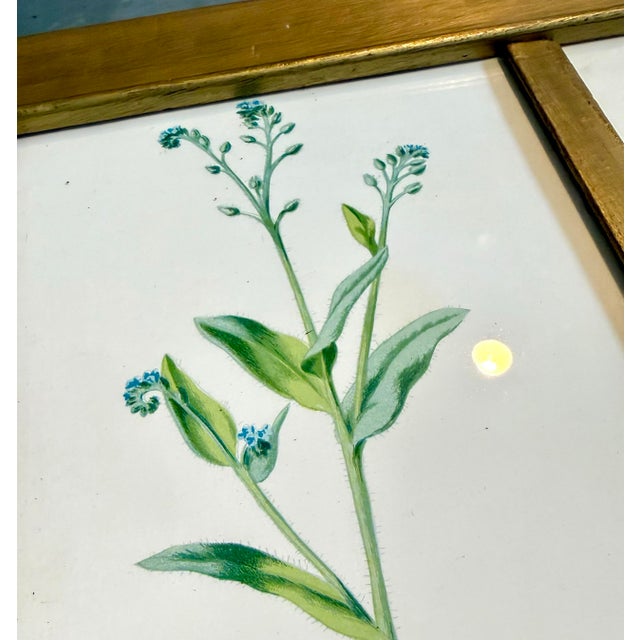 1900 - 1909 Vintage Botanical Prints From 'Familiar Wildflowers by Hulme, (A Framed Set of Four ), Stippled Technique ,C. 1890–1905 For Sale - Image 5 of 12