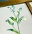 1900 - 1909 Vintage Botanical Prints From 'Familiar Wildflowers by Hulme, (A Framed Set of Four ), Stippled Technique ,C. 1890–1905 For Sale - Image 5 of 12