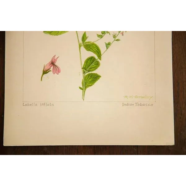 R.H. Greeley Indian Tobacco Botanical Watercolor For Sale - Image 4 of 5