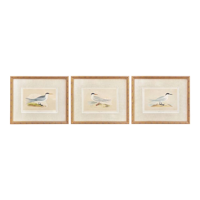 Set of three antique ornithological seabird prints by Lydon, printed by Morris, circa 1880, featuring the Sandwich Tern,...