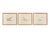 Set of three antique ornithological seabird prints by Lydon, printed by Morris, circa 1880, featuring the Sandwich Tern,...