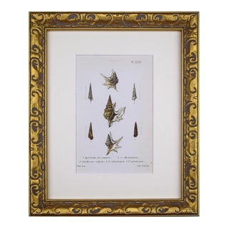 19th Century Antique Hand Colored English Shell Print by John Jeffreys 1869 For Sale