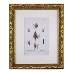 19th Century Antique Hand Colored English Shell Print by John Jeffreys 1869