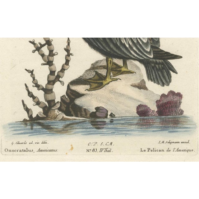 After Edwards, American Pelican, 1770, Print For Sale - Image 3 of 6