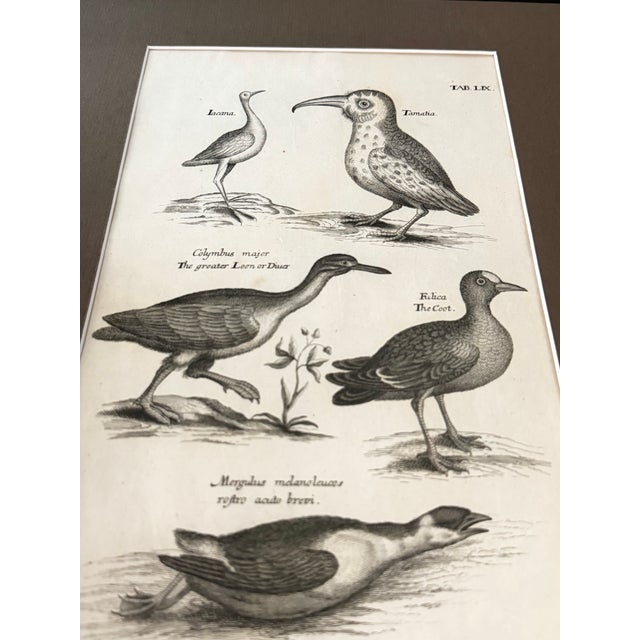 1678 Francis Willughby "Diving Birds" Copperplate Engraving – Archivally Matted For Sale - Image 4 of 6